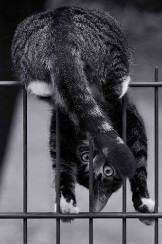 amazing kitty)))