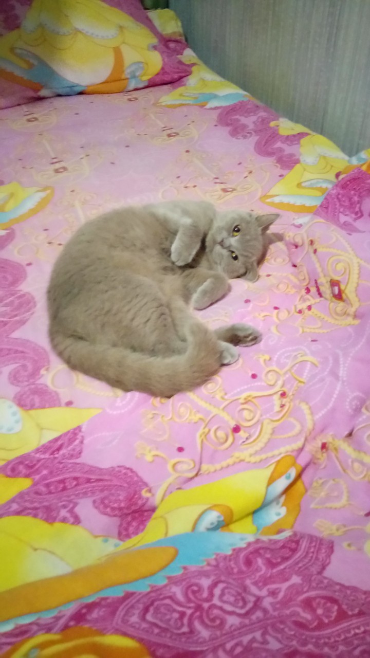 котэ
