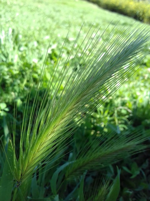 Green plant