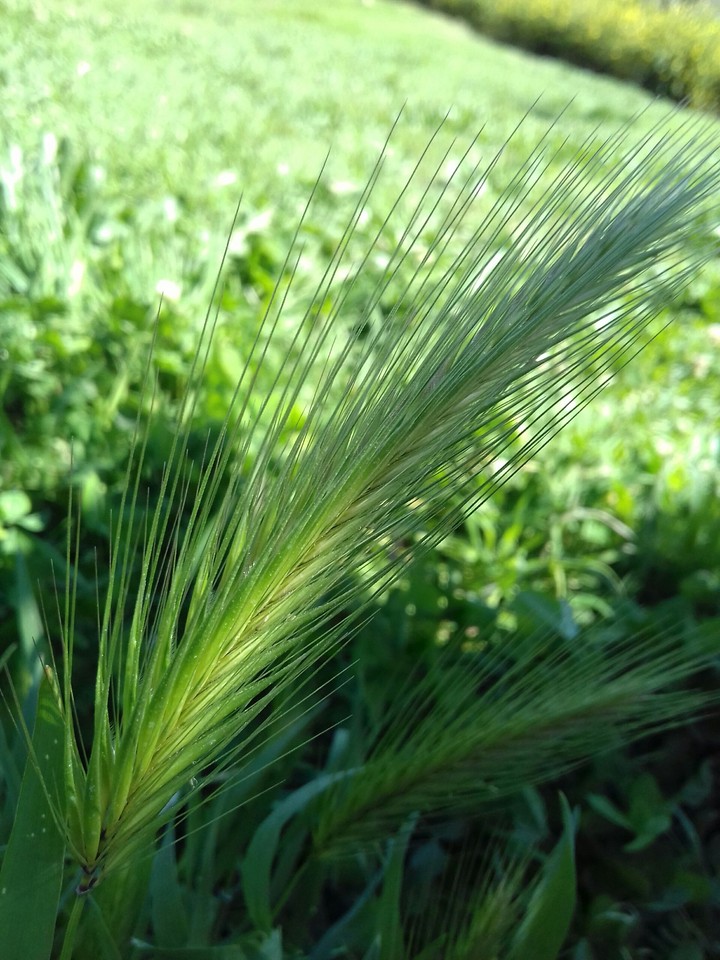Green plant