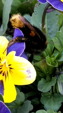 Bee