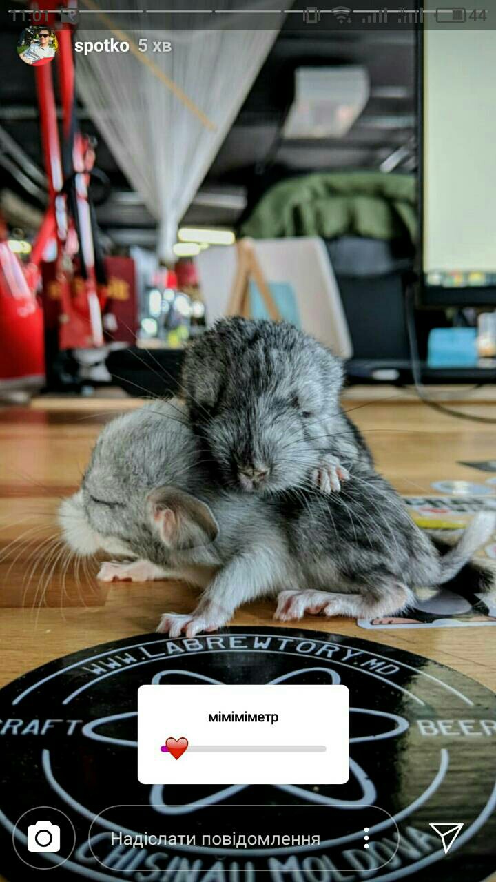Шиншилята