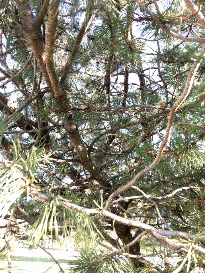 Pine2