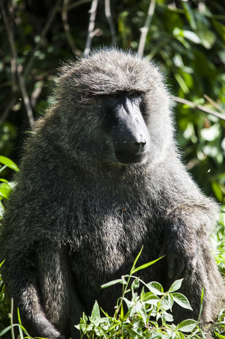 Animal