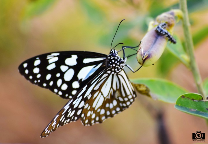 Blue Tiger butterfly