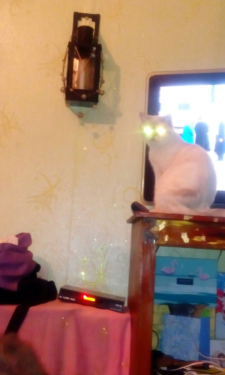 кот