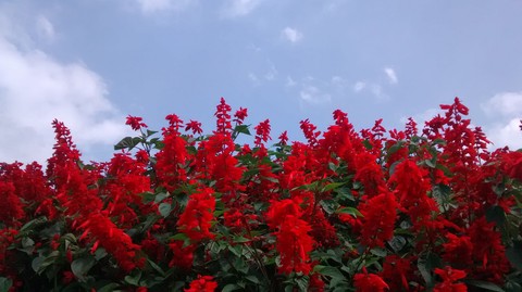 Red & Blue