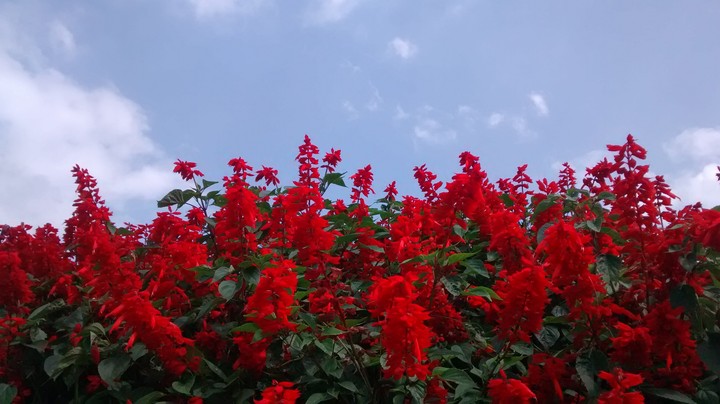 Red & Blue