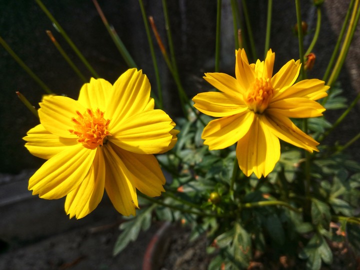 twin beauty