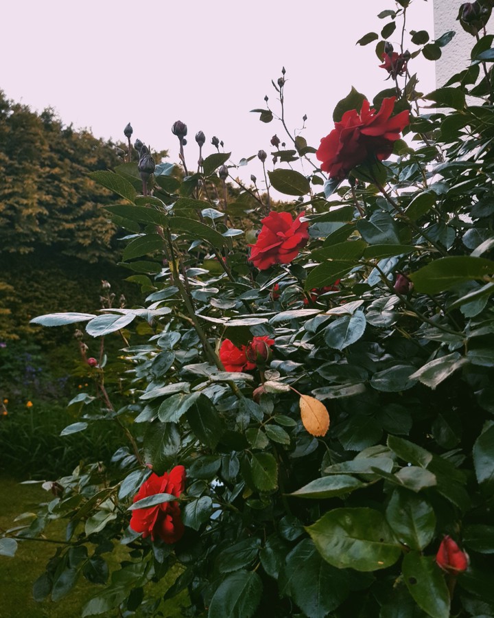 red roses