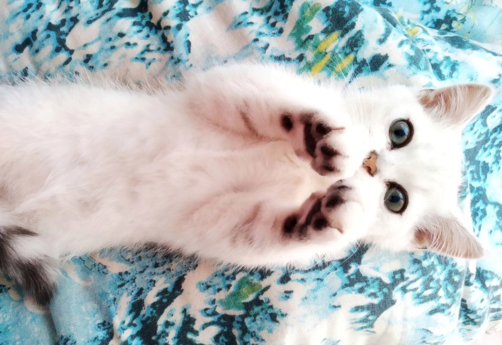 кот