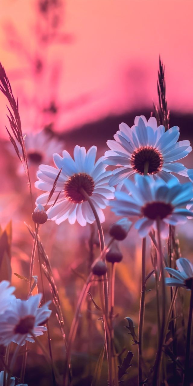 /*°~•◇•~°*\