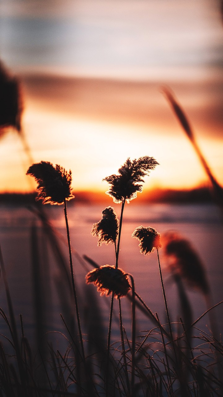 El sol entre los trigales.