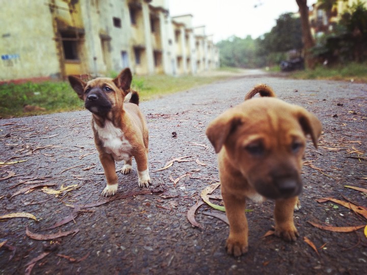 street puppies