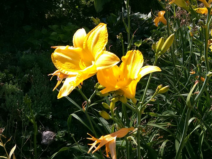 Flowers