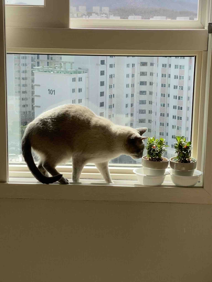 Cat and flowerpot_2