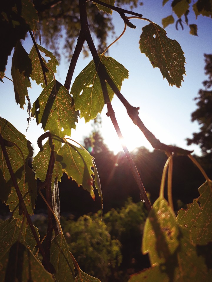 Birch in evening
