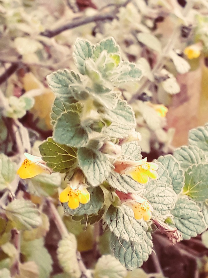 Flowers # Nature