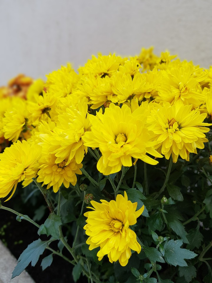 autumn flower