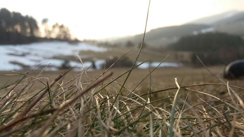 Spring Grass