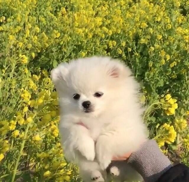 my dog^-^☆♡