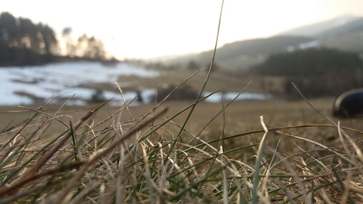 Spring Grass