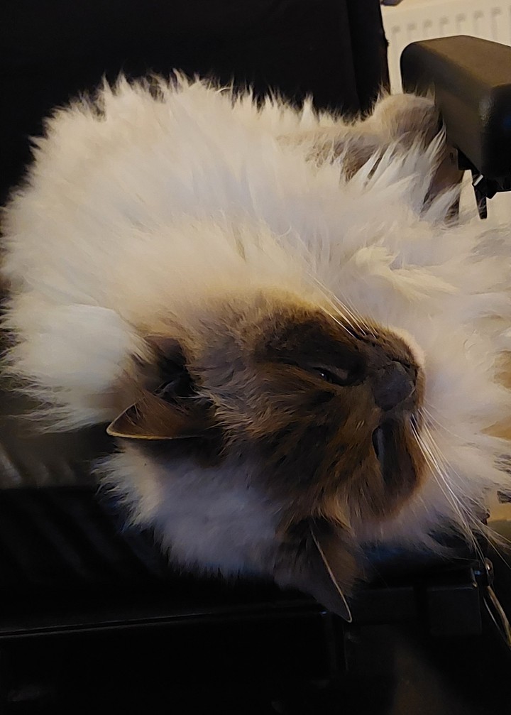 the fluff ball!!
