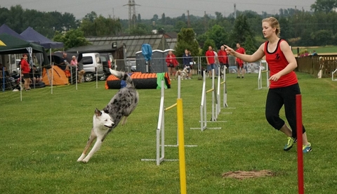 The Border Collie Because There Is No Better Dog
