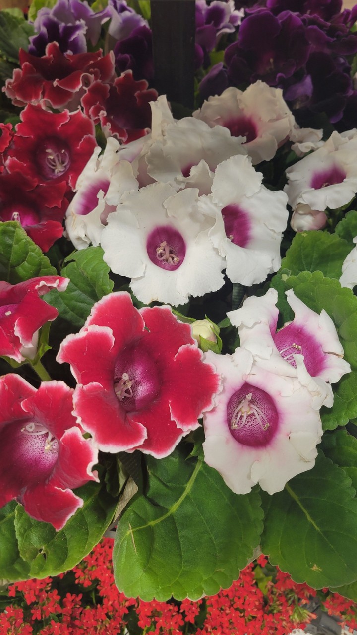 flower