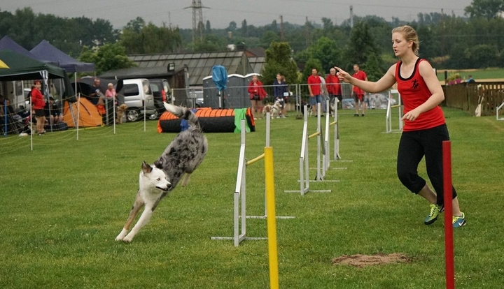 The Border Collie Because There Is No Better Dog