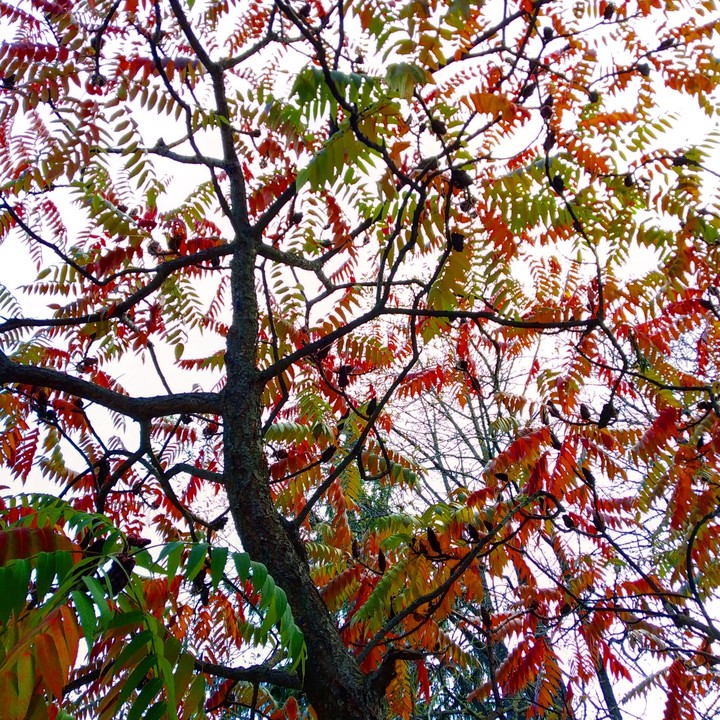 trees