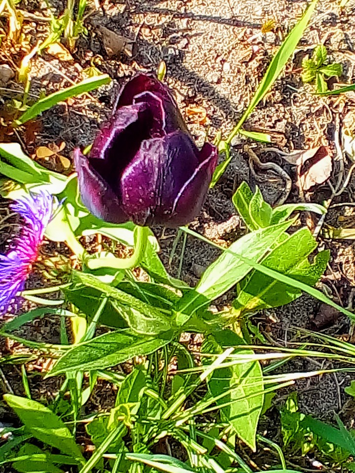 Tulpe