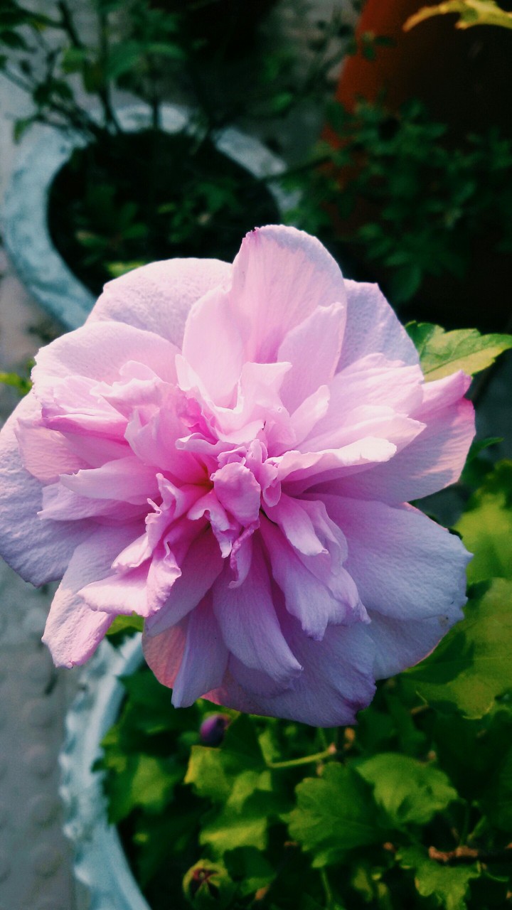 flower