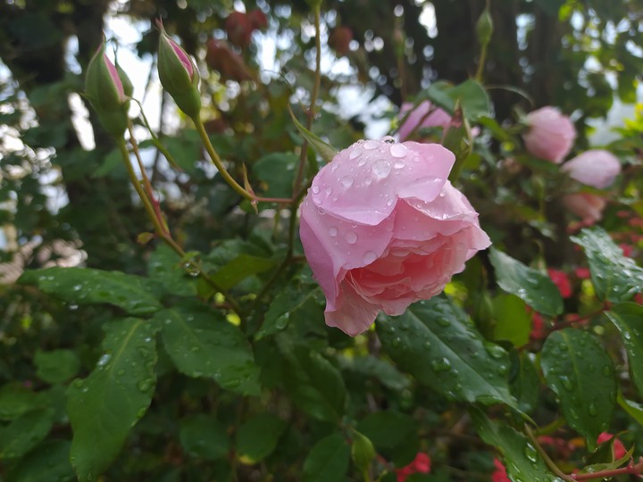Pink rose
