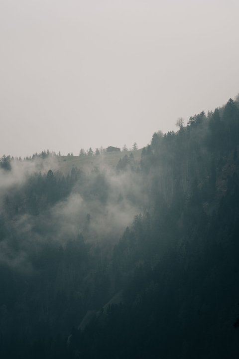 fonds d'écran forest, Wilderness
