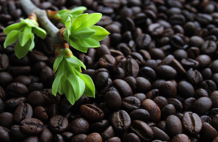 Coffee Beans
