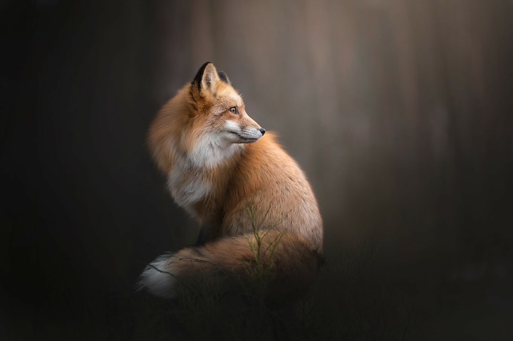 Lone wulf