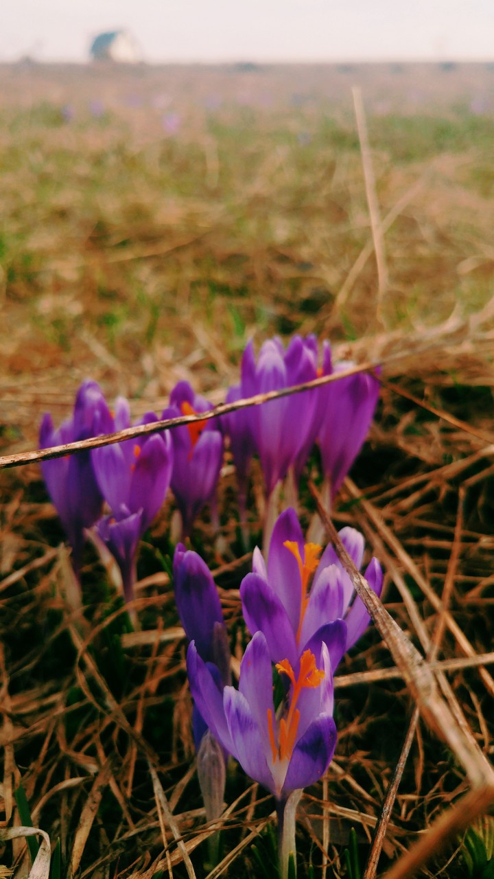 Crocuses