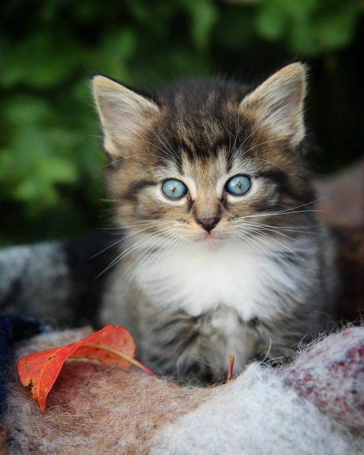 Kitty