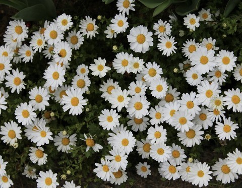fonds d'écran feverfew, White