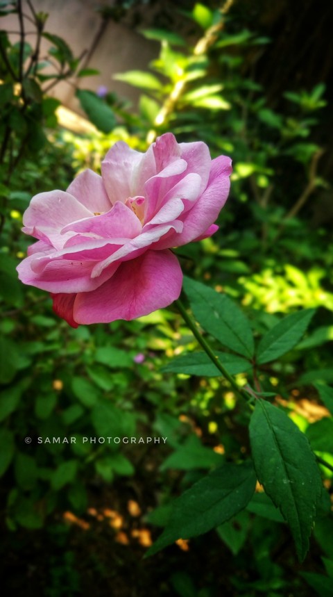 plant, pink háttérképek