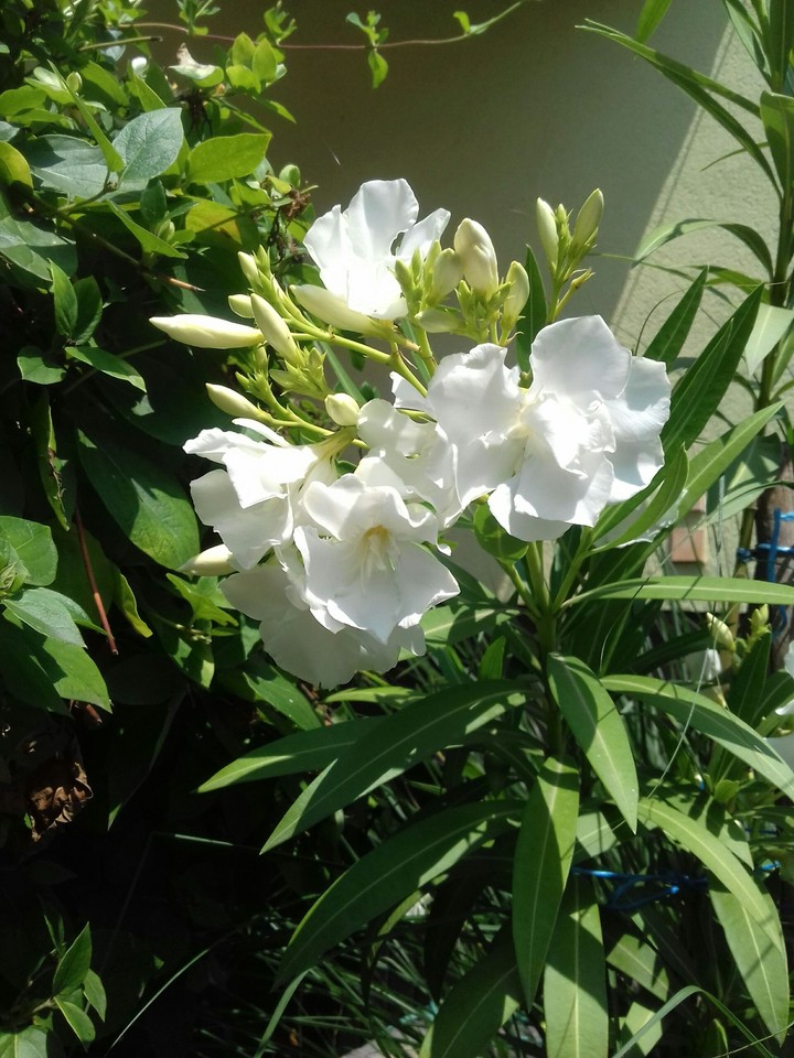 white flowers