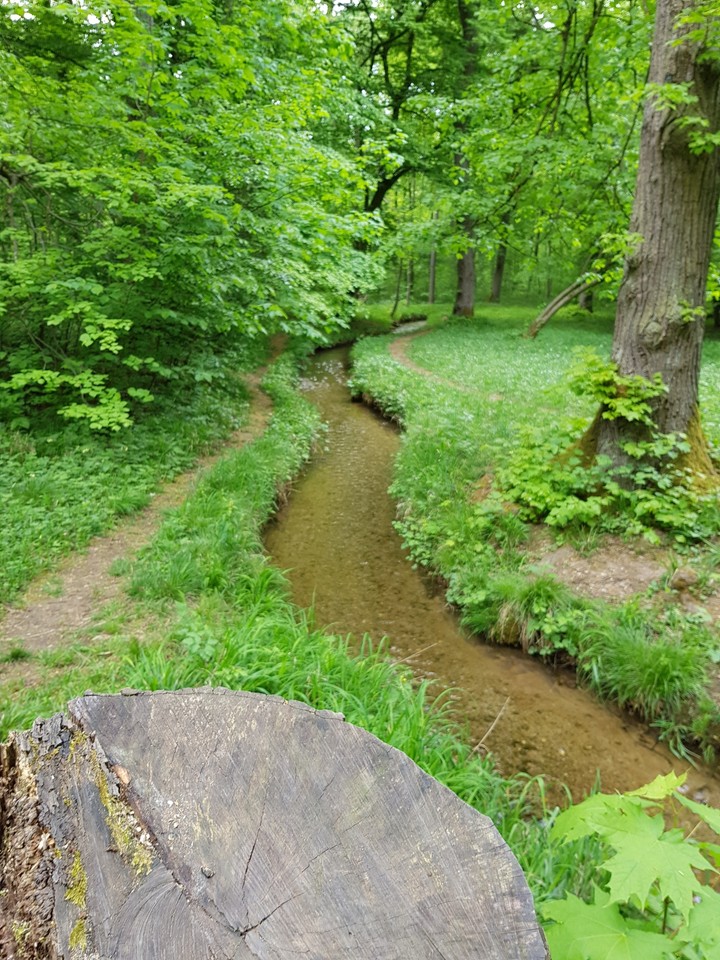 wood