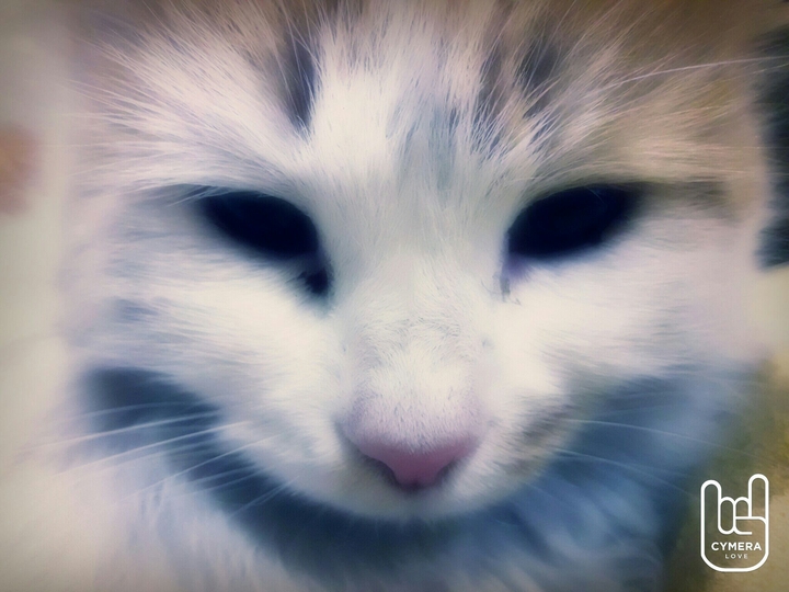 cute cats