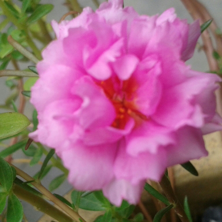 lush pink