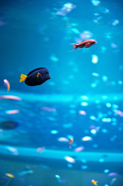 underwater, pomacentridae Hintergrundbilder