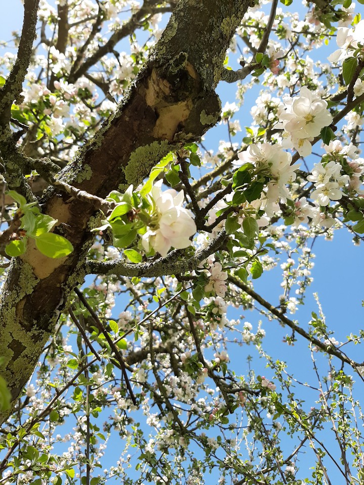 spring is back