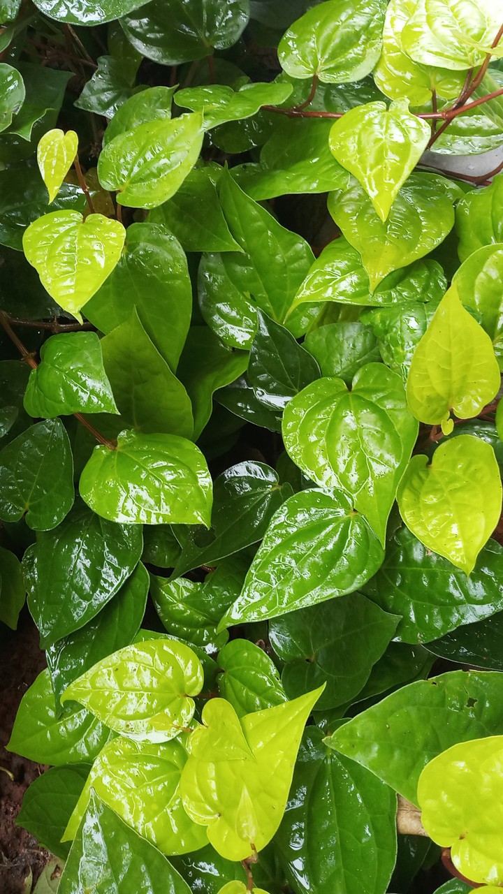 leaves