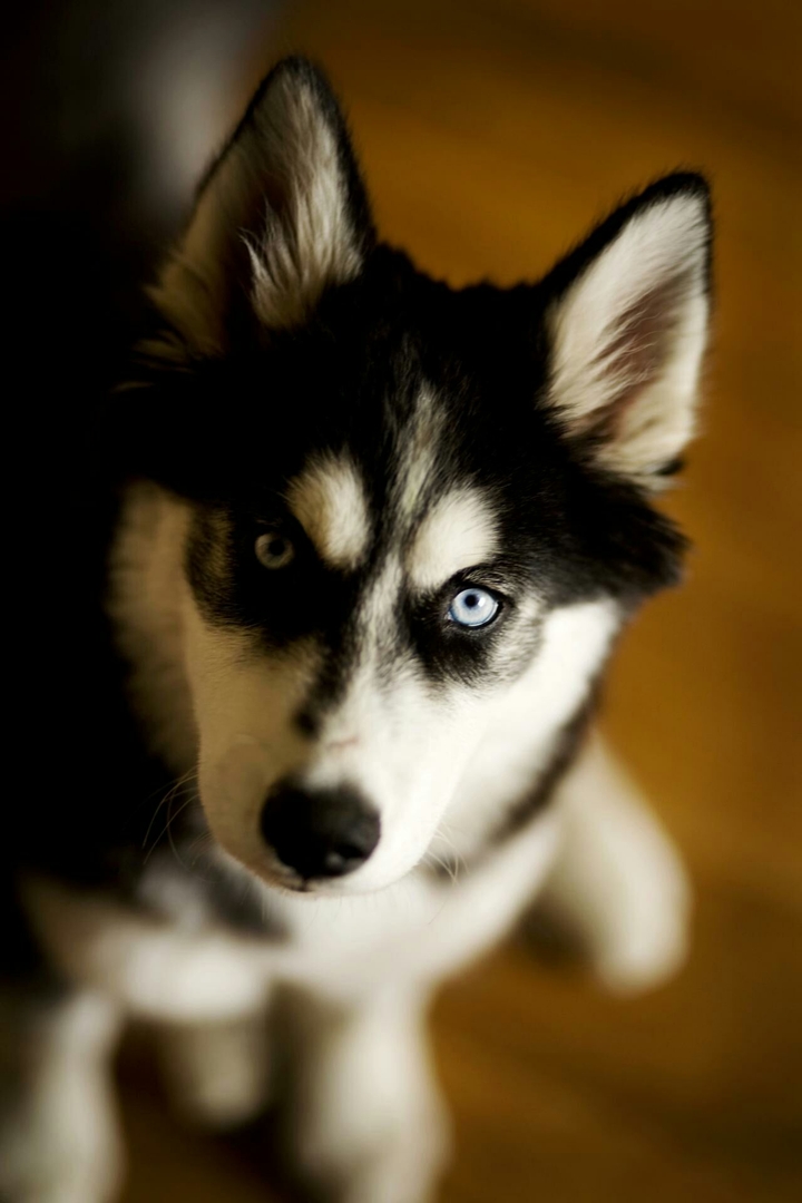 animal