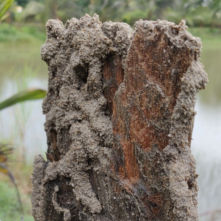 Rustic Wood